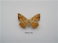 藏品(尺蛾214)的圖片